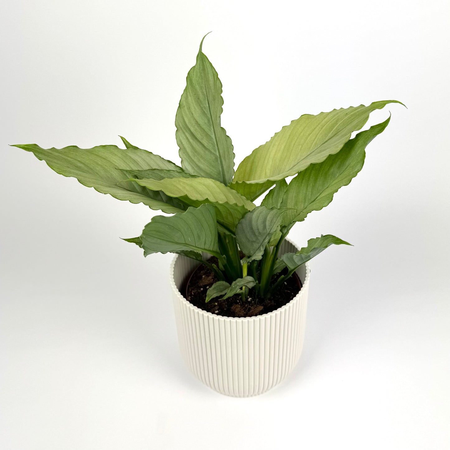 Spathiphyllum Grey 12cm Pot Size Houseplant