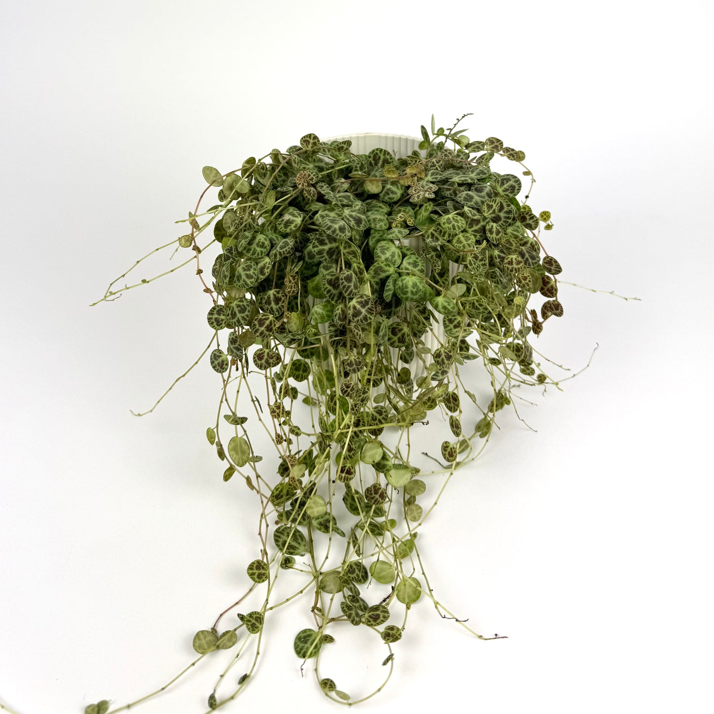 String Of Turtles 12cm Indoor Houseplant