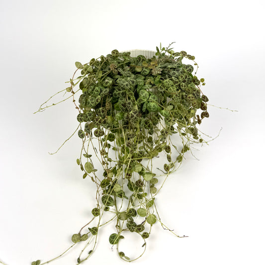 String Of Turtles 12cm Indoor Houseplant