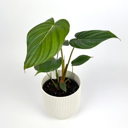 Philodendron Mc Dowell 12cm Potsize Houseplant