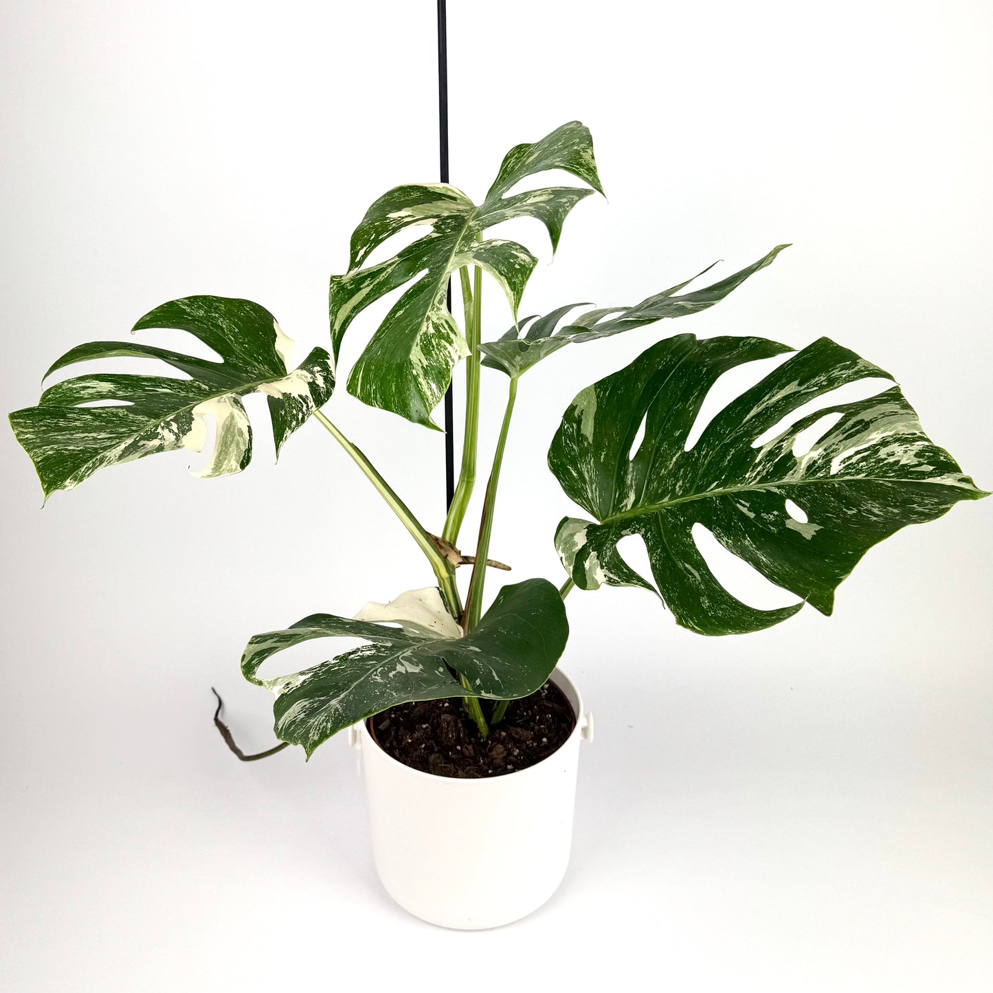 Monstera Deliciosa Albo Variegated 17cm Pot Size Houseplant