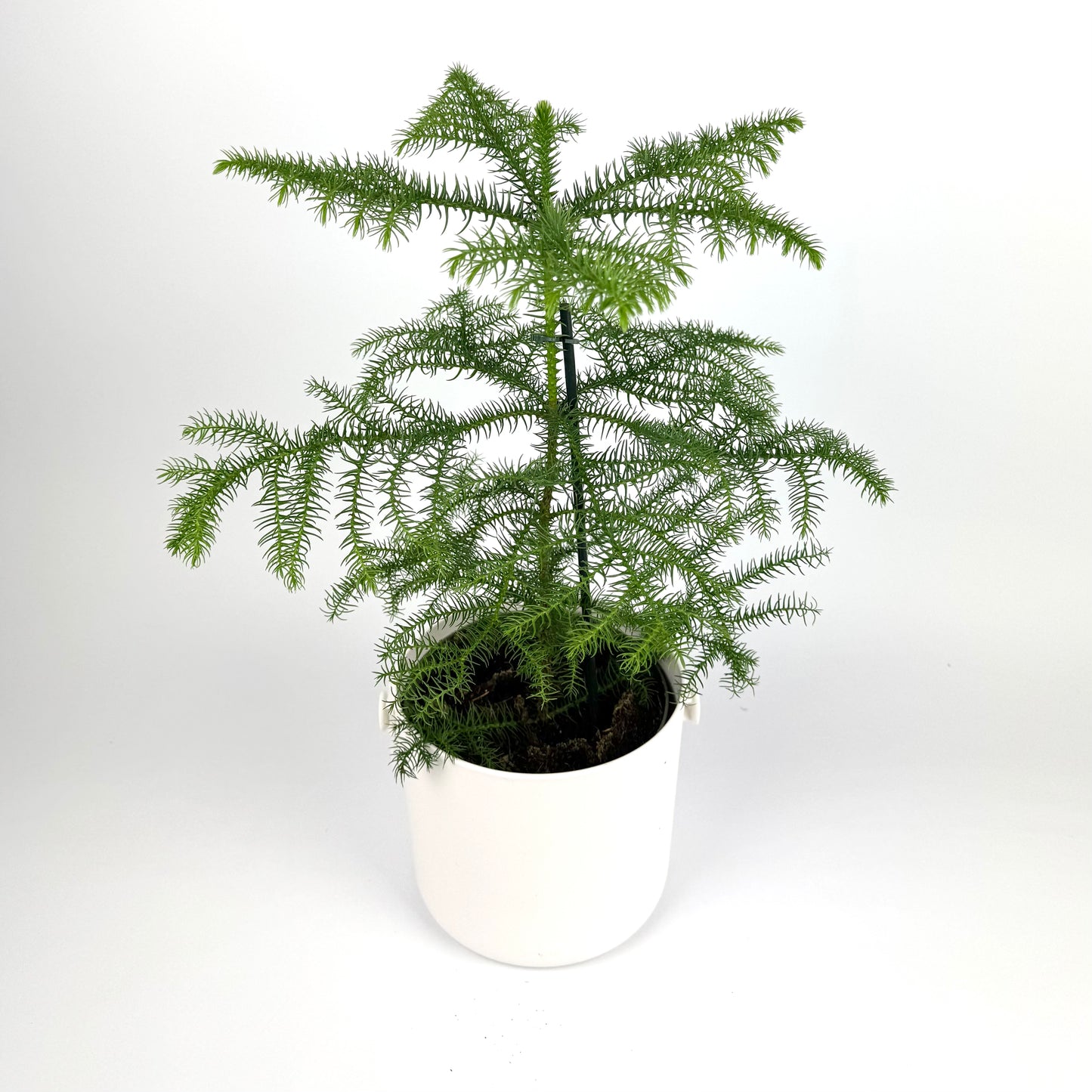 Araucaria Hetrophylla 17cm Pot Size Houseplant