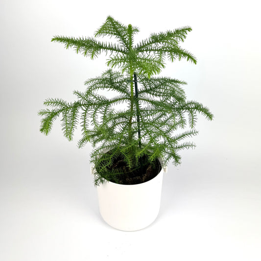 Araucaria Hetrophylla 17cm Pot Size Houseplant