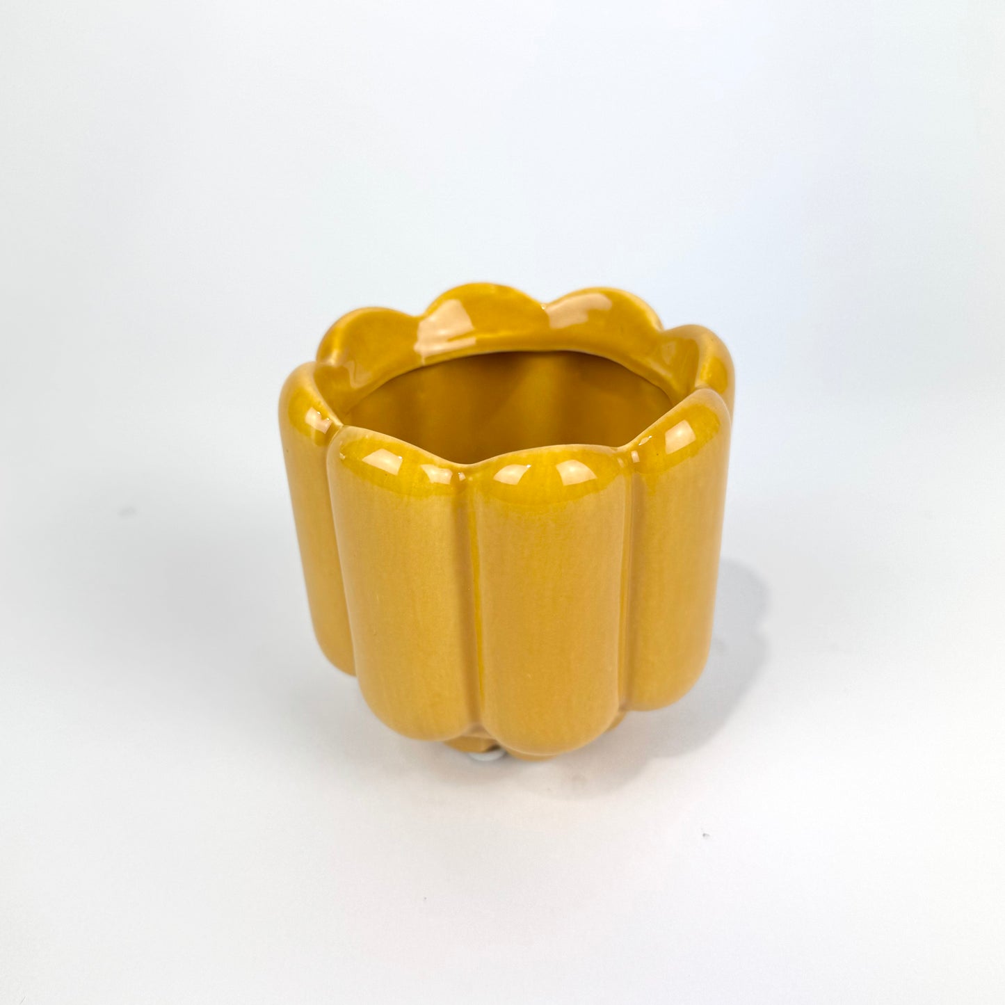 Desk Buddy Plant & Pot Bundle