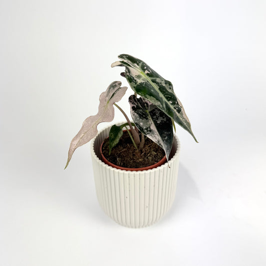 Alocasia Polly Variegata 10.5cm Houseplant