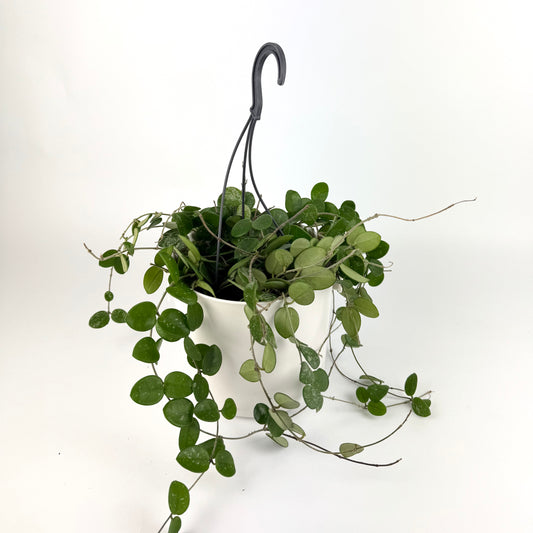 Hanging Hoya Mathilde Splash 14cm Pot Size Houseplant