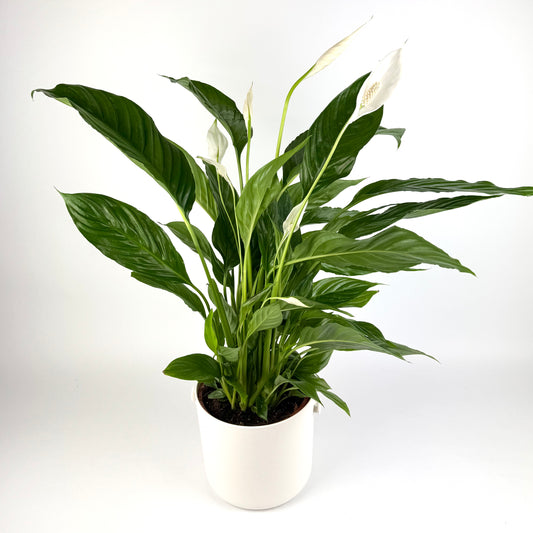 Peace Lily 17cm Pot Size Houseplant