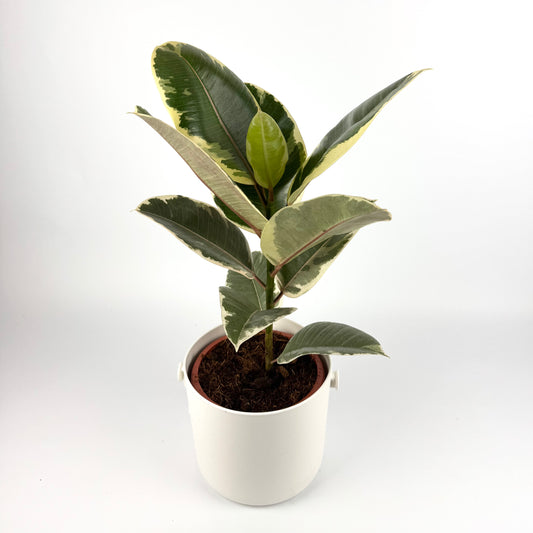 Rubber Tineke 17cm Pot Size Houseplant