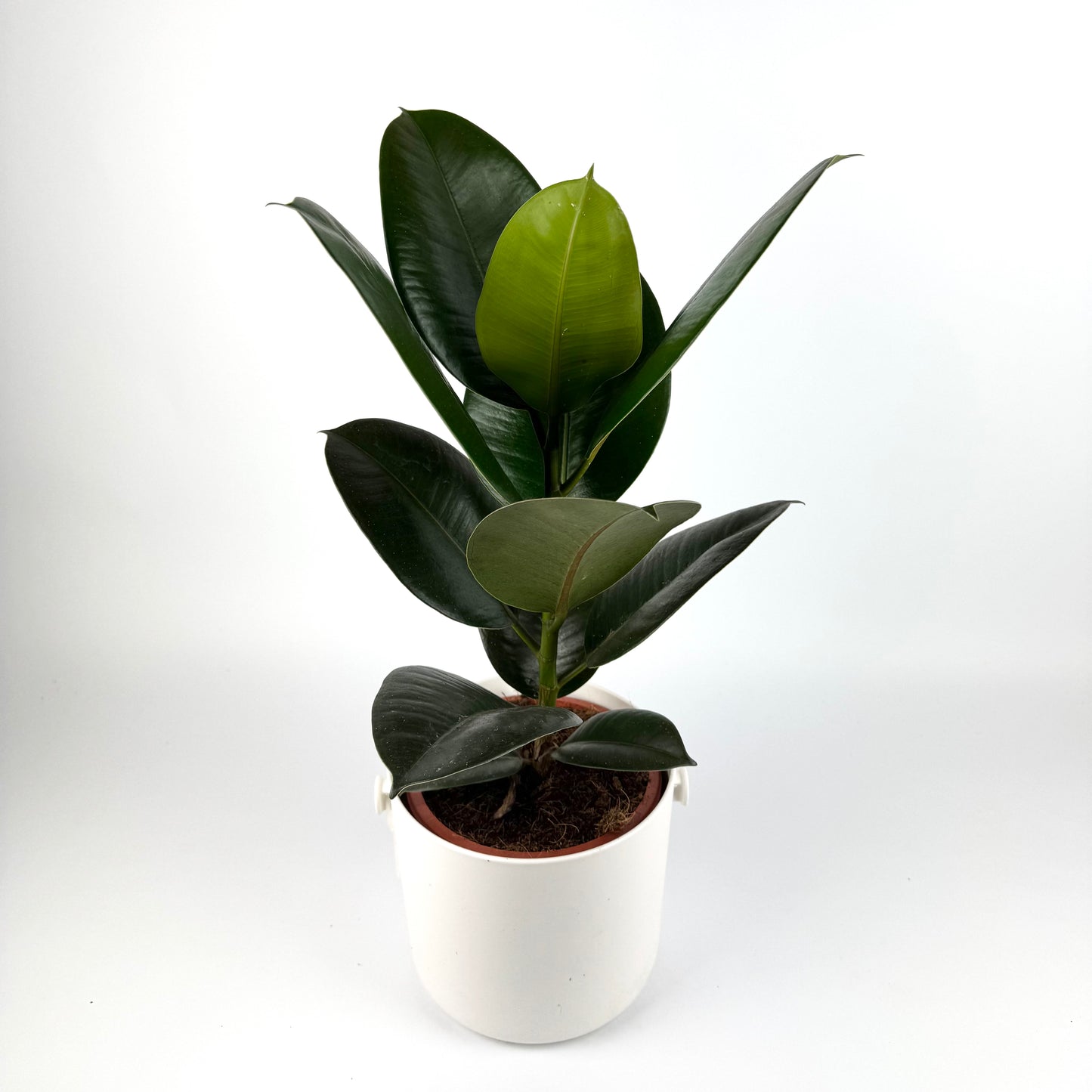 Large Rubber Robusta Houseplant