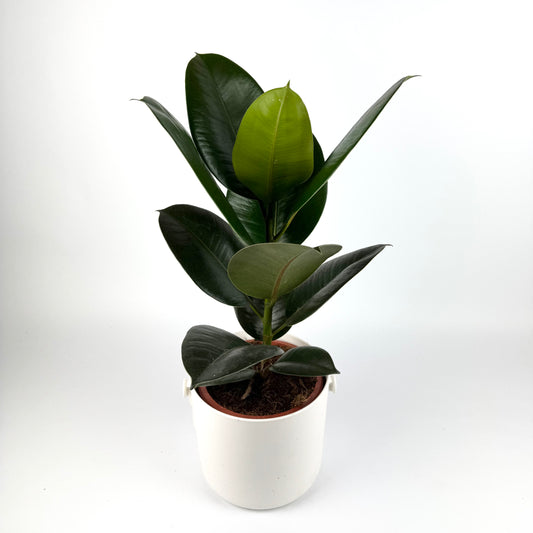 Large Rubber Robusta Houseplant