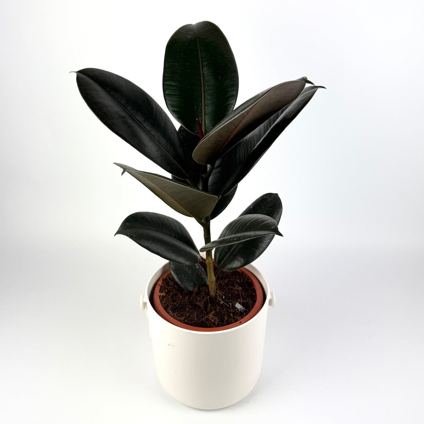 Large Rubber Abidjan Houseplant