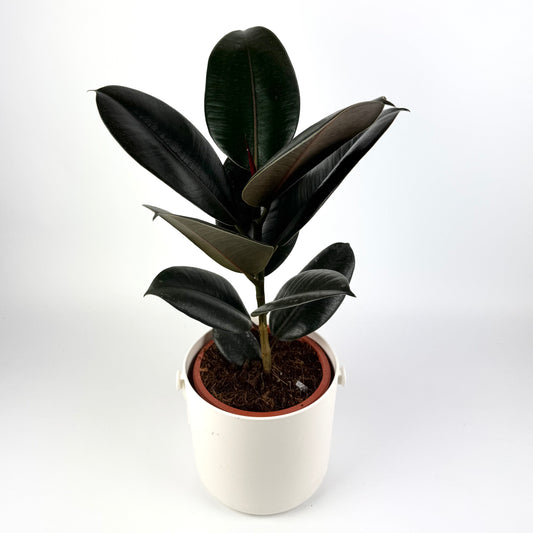 Large Rubber Abidjan Houseplant