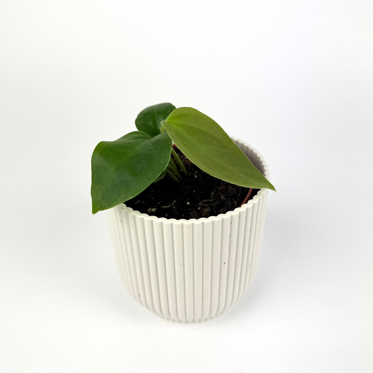 Anthurium Napo 10.5cm Pot Size Houseplant