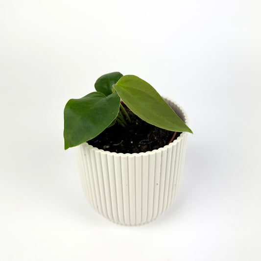Anthurium Napo 10.5cm Pot Size Houseplant