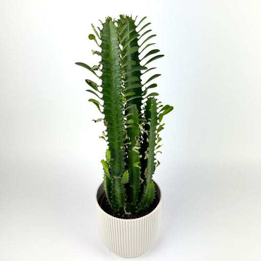 Trigonia Green Houseplant
