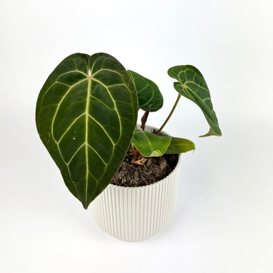 Anthurium Papililamium 12cm Pot Size Houseplant