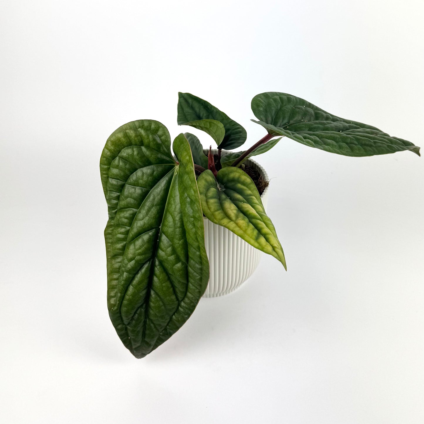 Anthurium Luxurians X Radicans 12cm Pot Size Houseplant