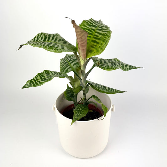 Dracena Goldieana 13cm Houseplant