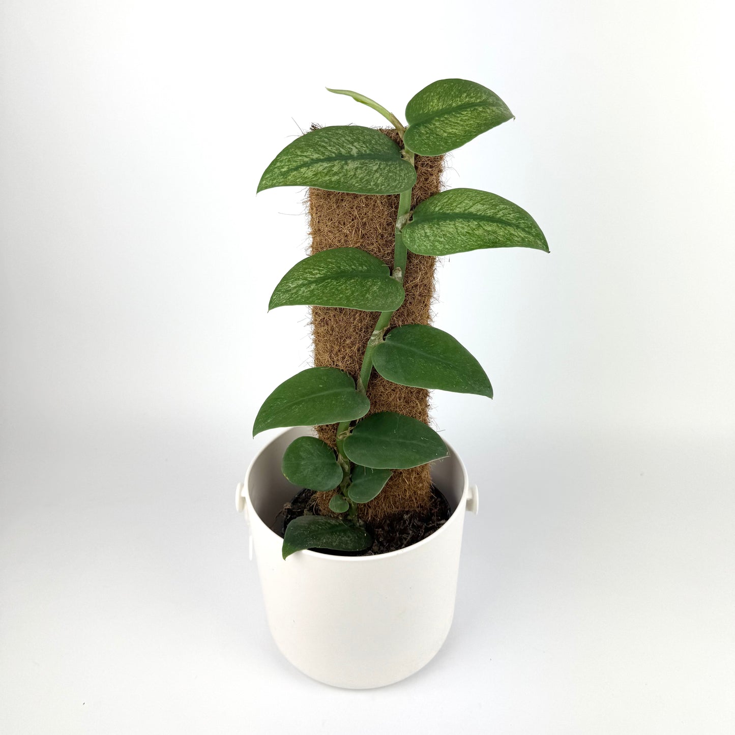 Raphidophora Honkongensis Variagata 14cm Pot Size Houseplant