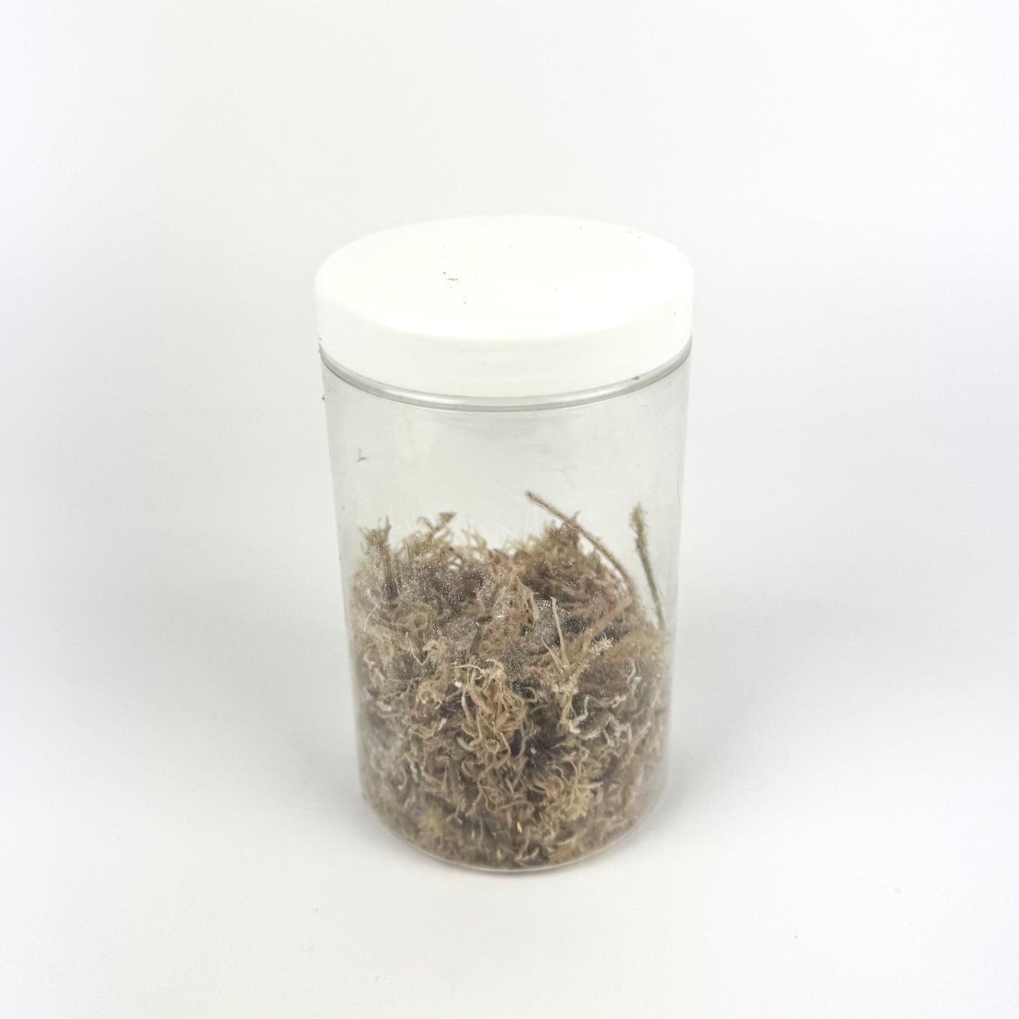 Corm Kits