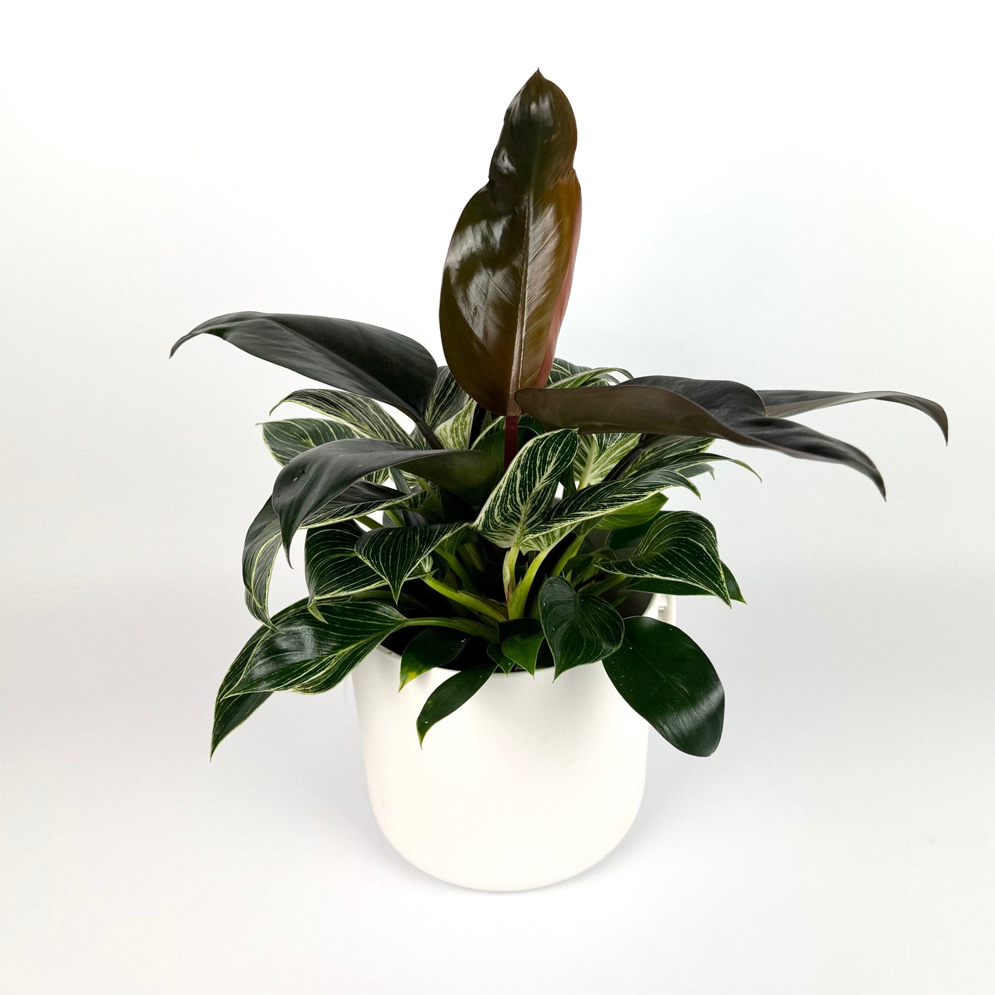 Philodendron Maximus 12cm Potsize Houseplant