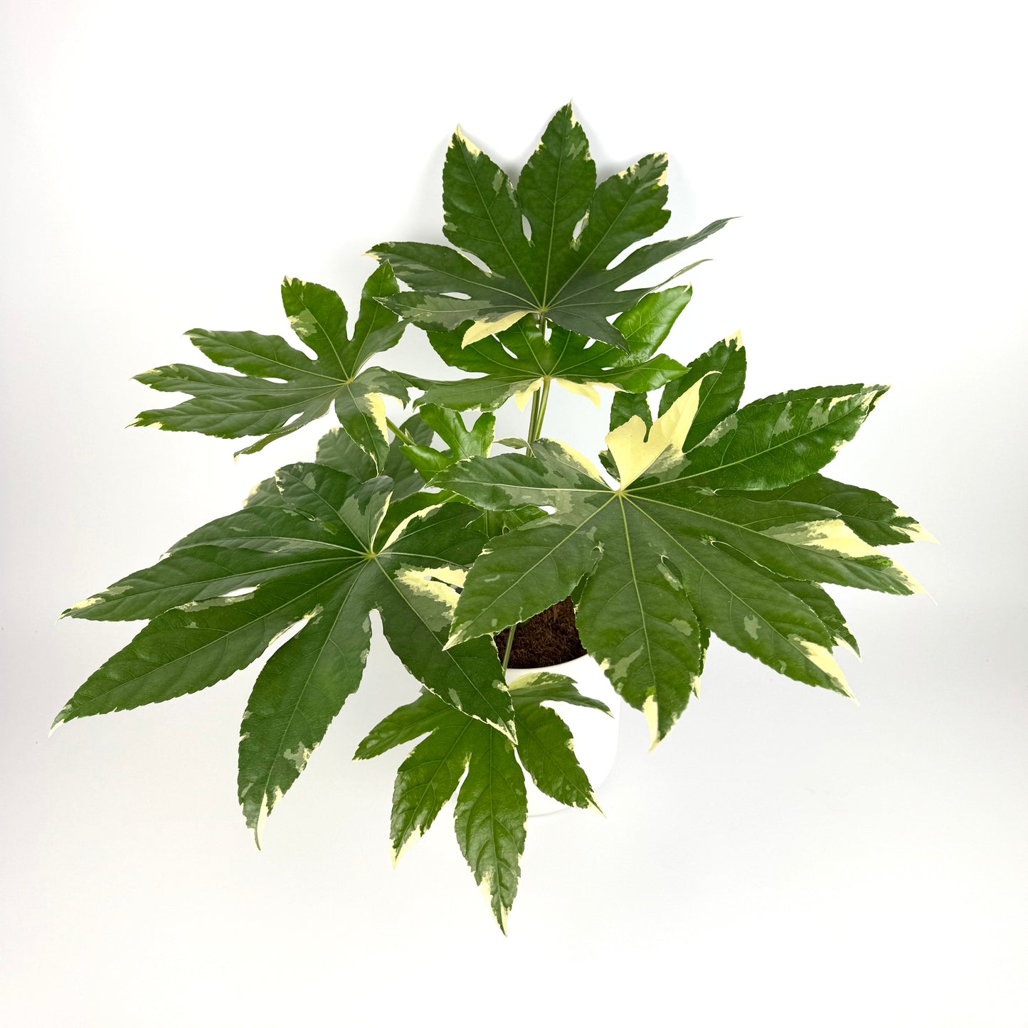 Fatsia Japonica Spiderweb Variegated 17cm Potsize Houseplant
