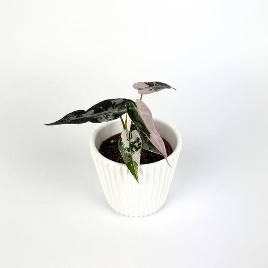 Alocasia Bambino Pink Variegata 6cm Potsize Houseplant