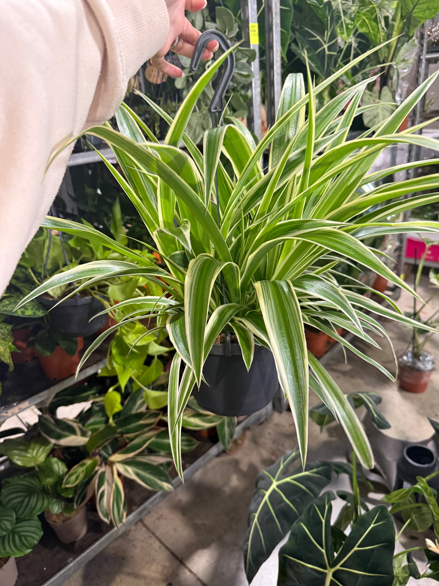 Chlorophytum Laxum 17cm Pot Size Hanging Houseplant