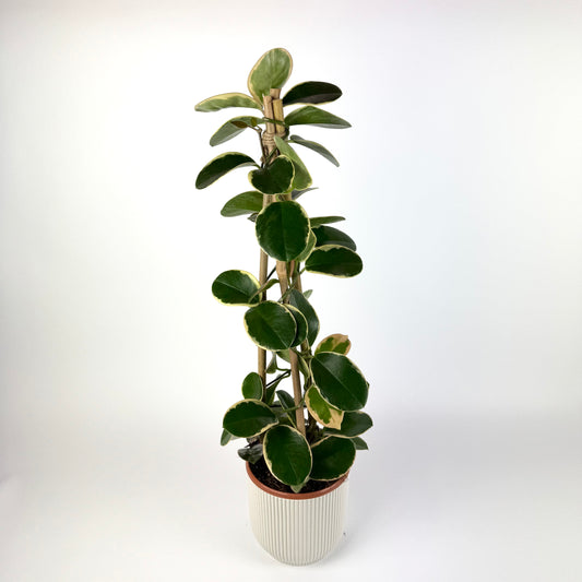 Hoya Blondie Pyramid 15cm Houseplant