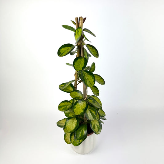 Hoya Australis Lisa Pyramid 15cm Houseplant