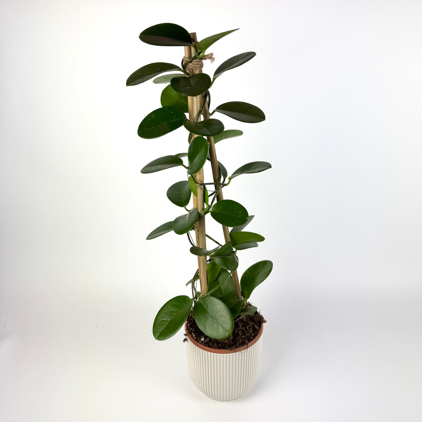 Hoya Australis Pyramid 15cm Houseplant