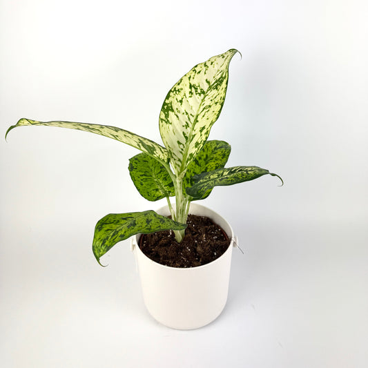 Dieffenbachia snowflake 17cm Houseplant