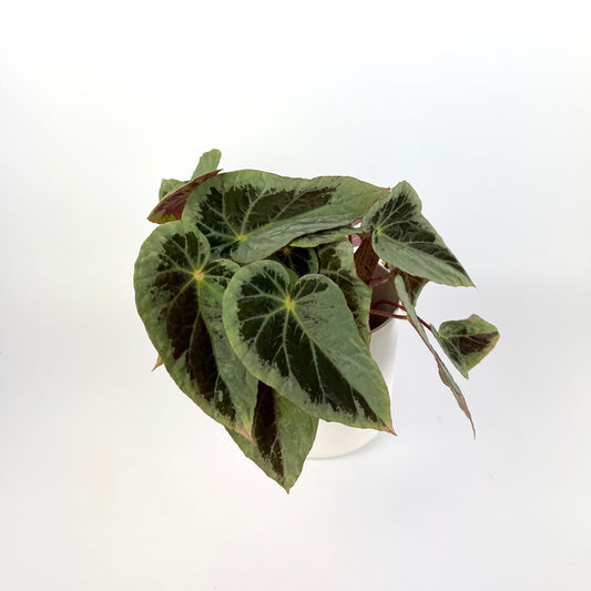 Begonia Burkillii Silver Edge 14cm Houseplant