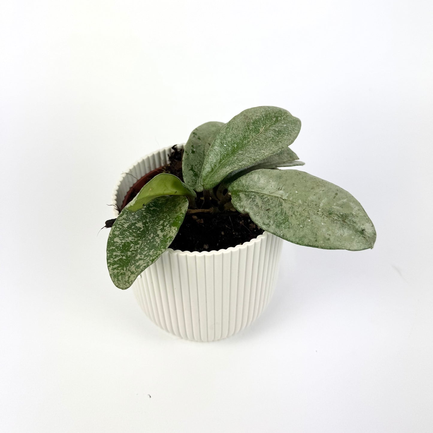 Hoya Grey Ghost 10.5cm Houseplant