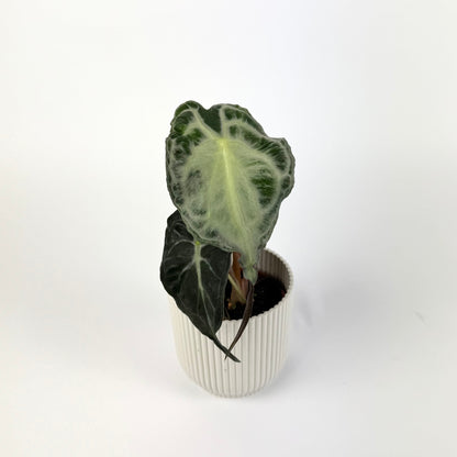Alocasia venom 9cm Houseplant