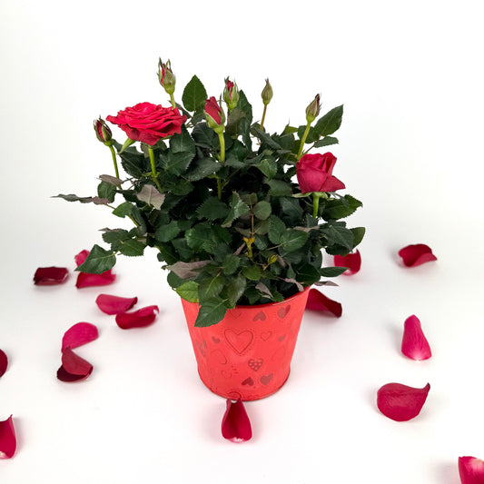 Valentine's Red Rose Plant