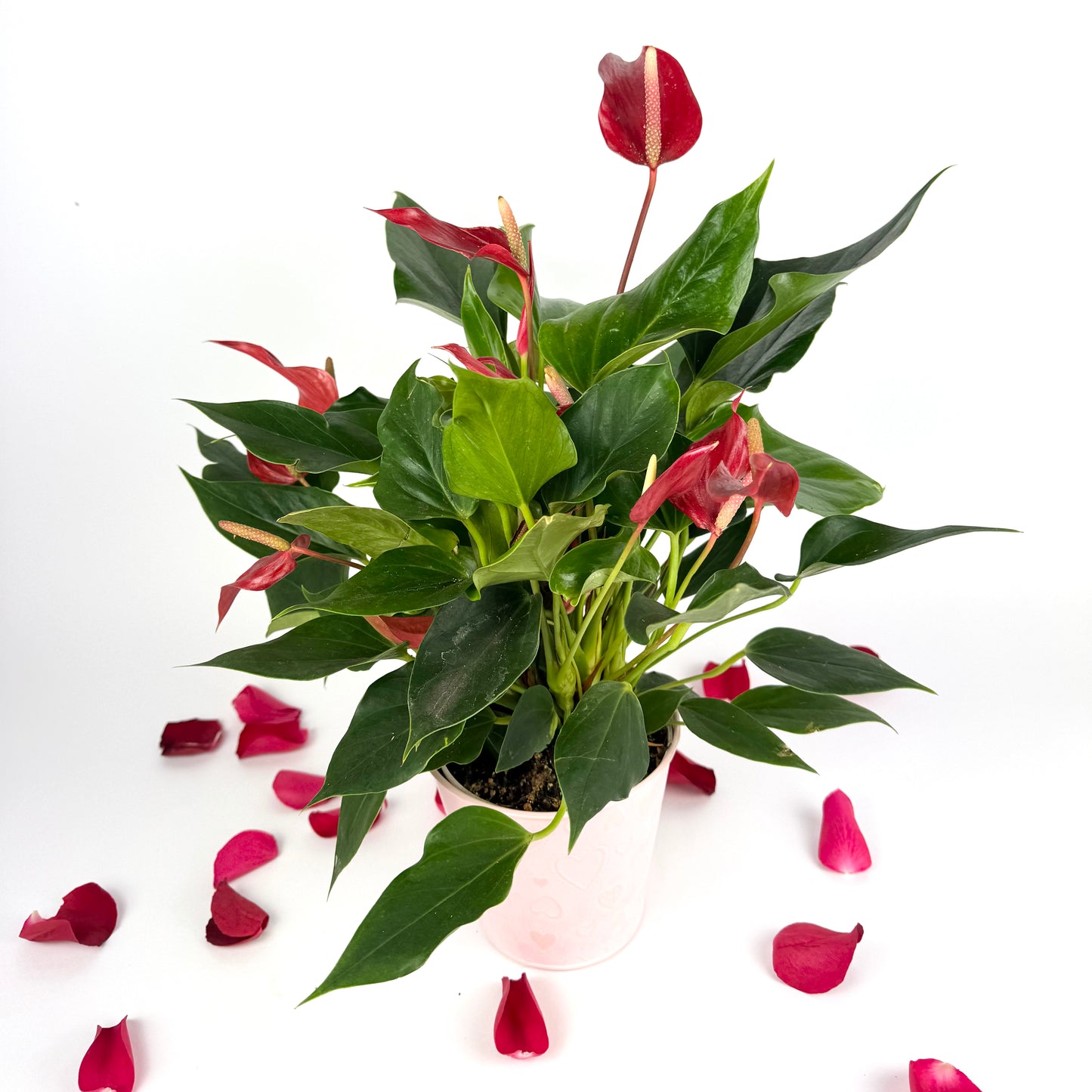 Valentine's Red Anth Lilly Houseplant