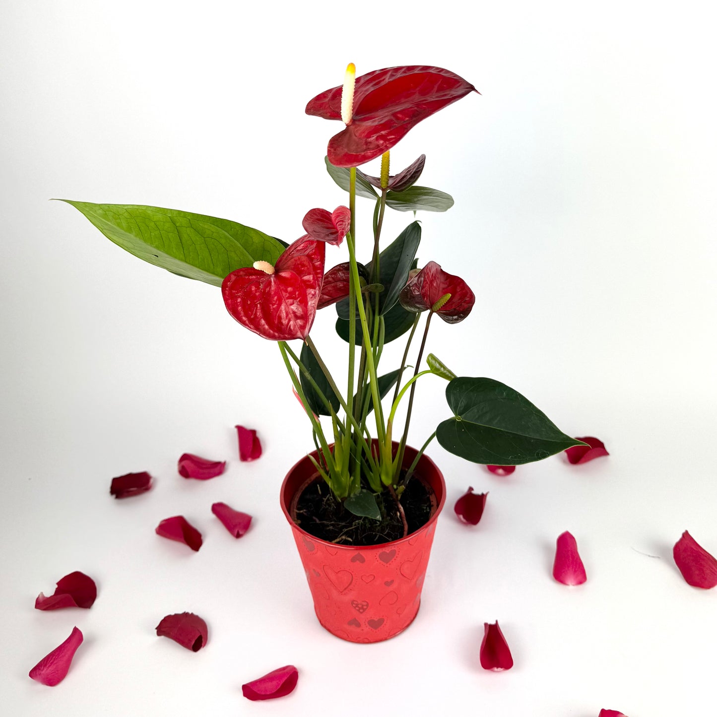Valentine's Red Anthurium Houseplant