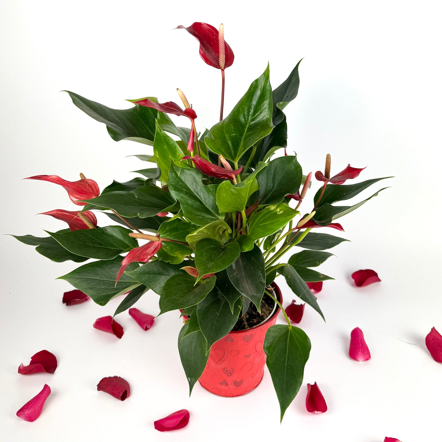 Valentine's Red Anth Lilly Houseplant