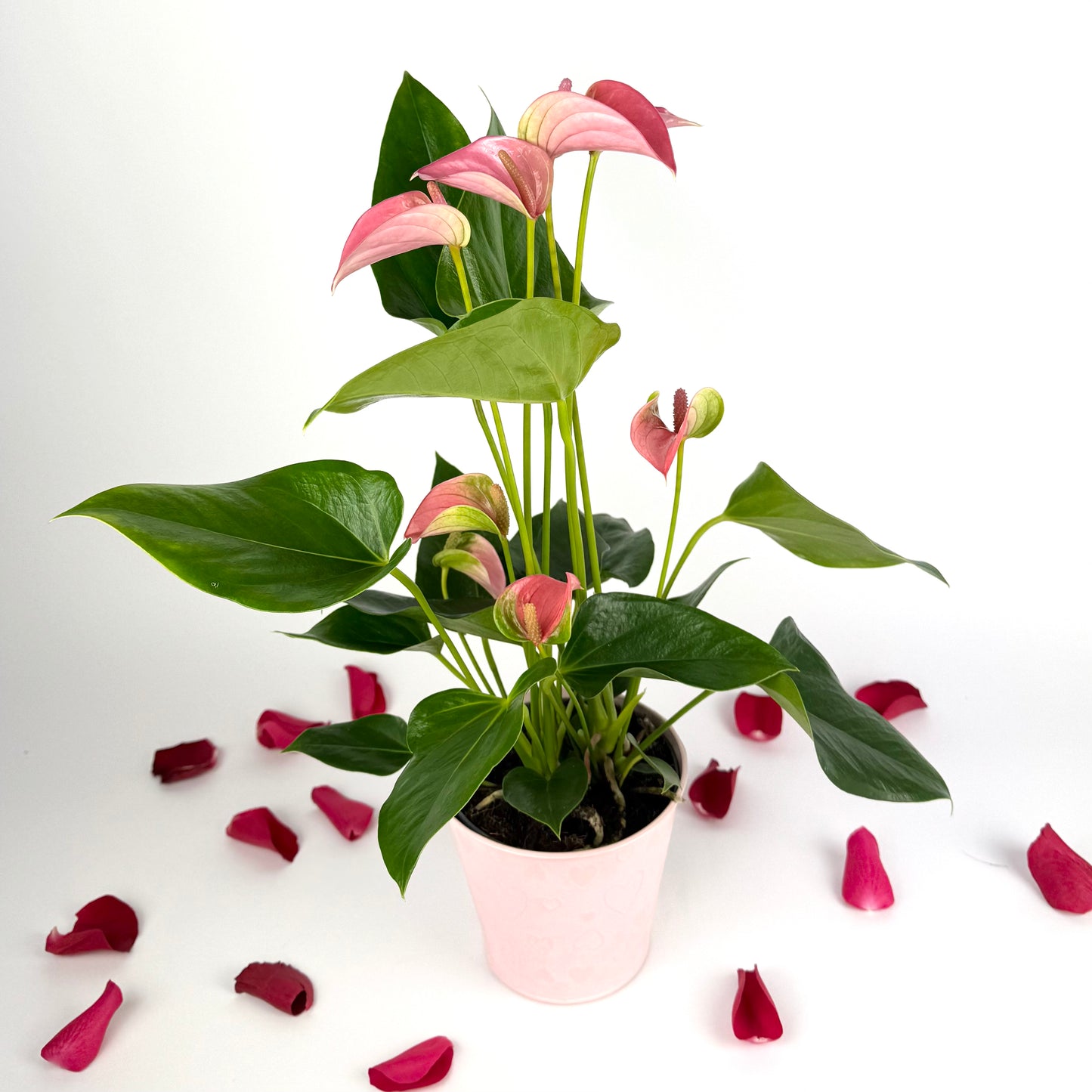 Valentine's Pink Anthurium Houseplant