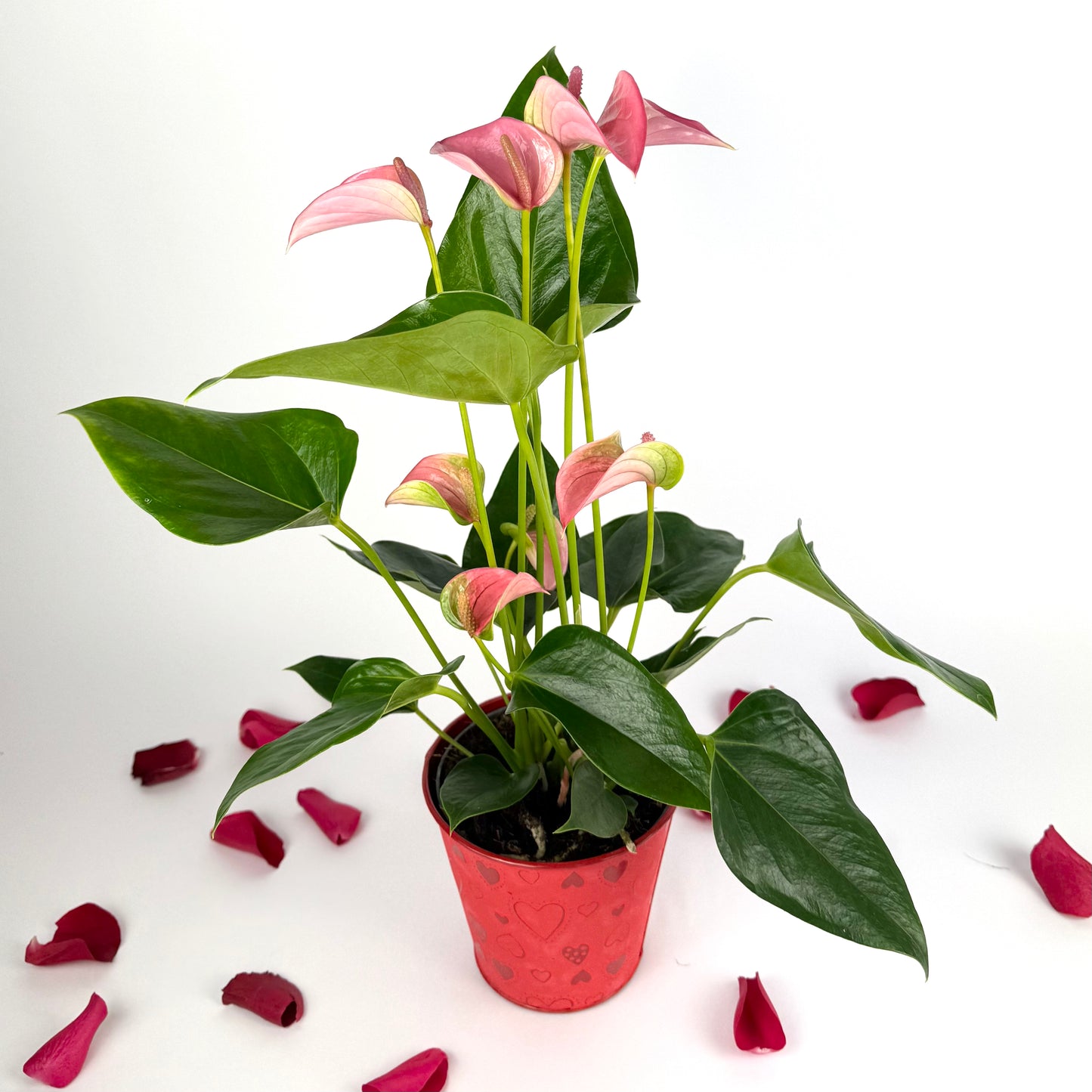 Valentine's Pink Anthurium Houseplant