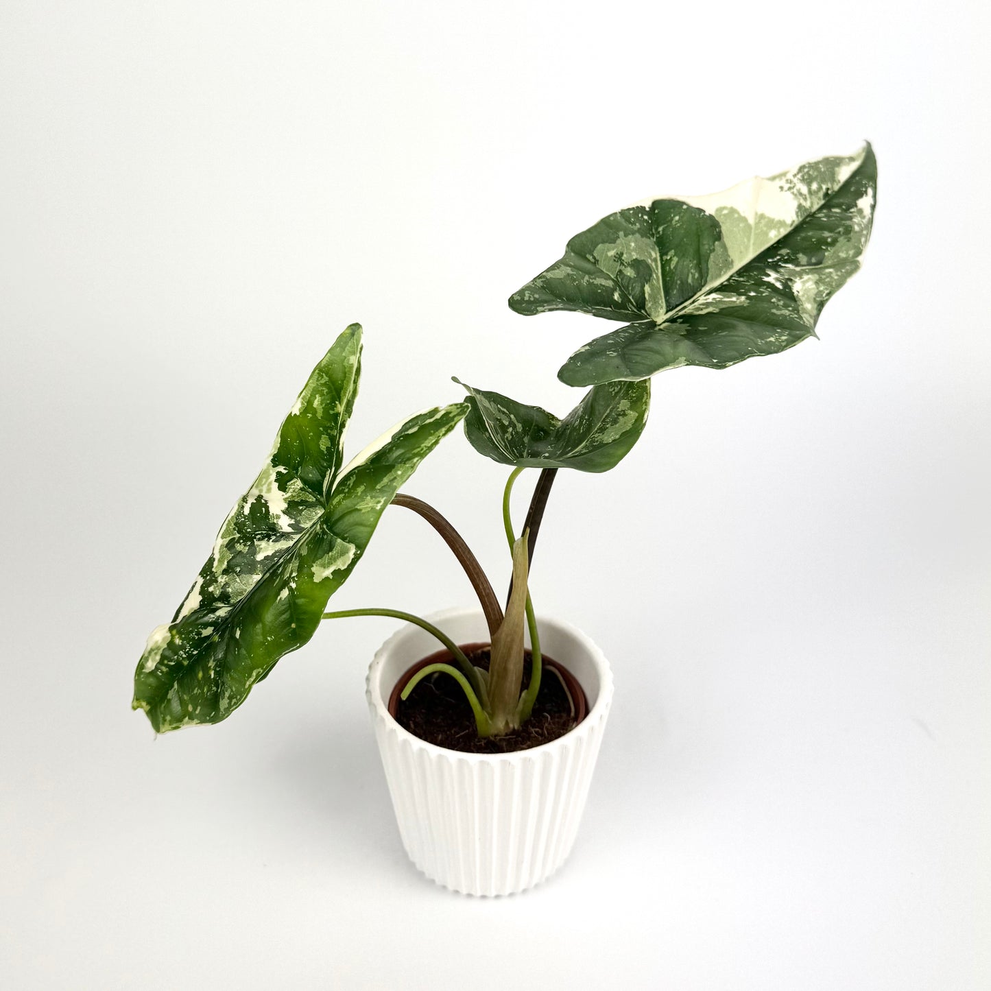 Alocasia Simpo Albo 6cm Houseplant