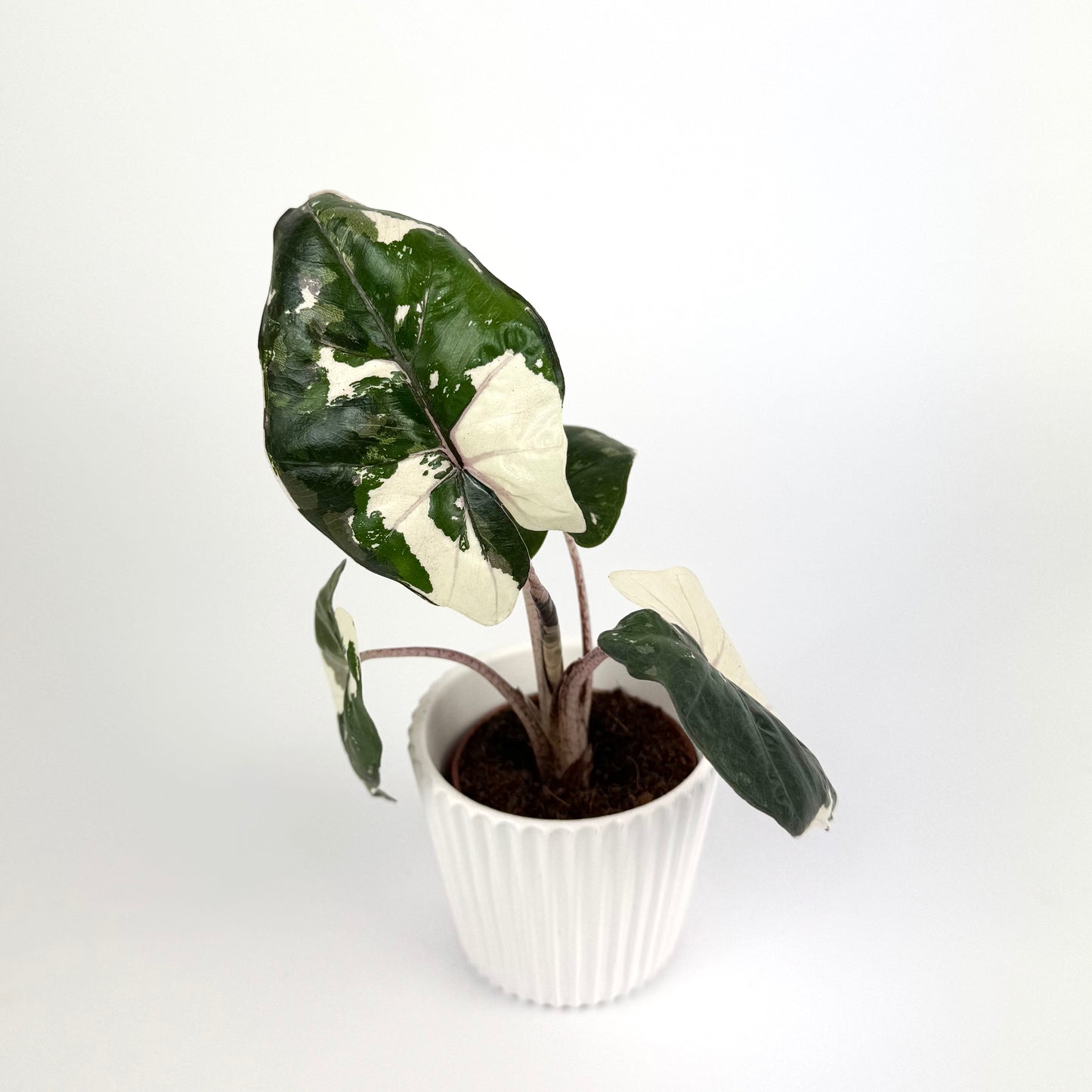 Alocasia Yukatan Princess Pink Albo Houseplant