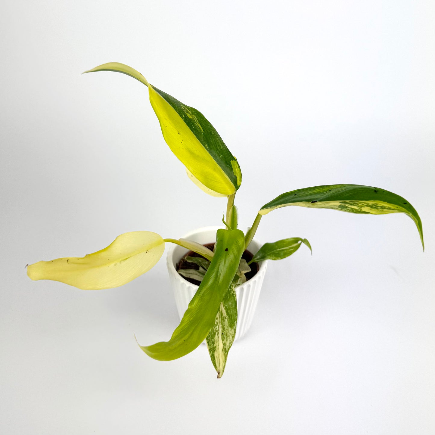 Philodendron Mango Shake 6cm Houseplant