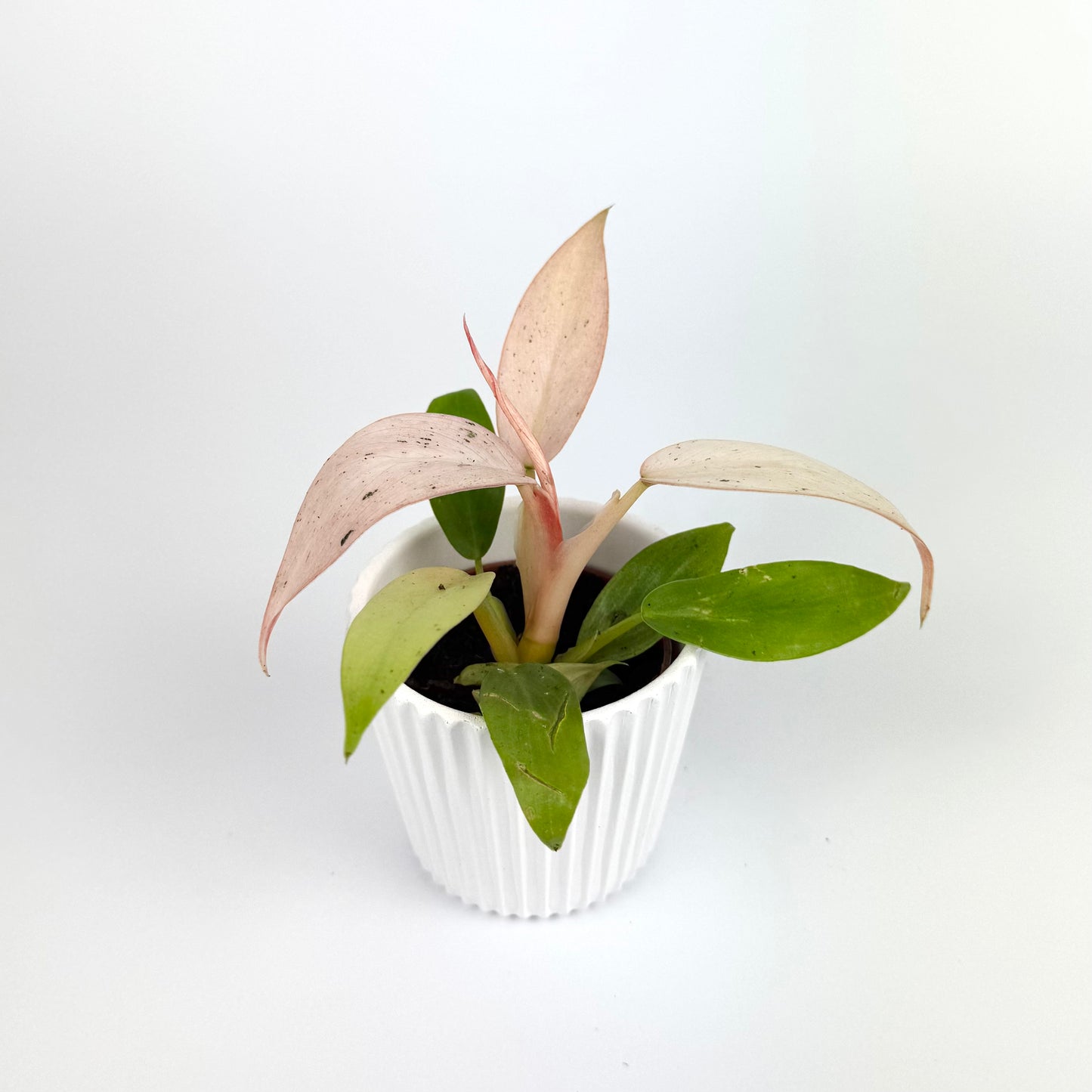 Philodendron Whipple Way 6cm Houseplant