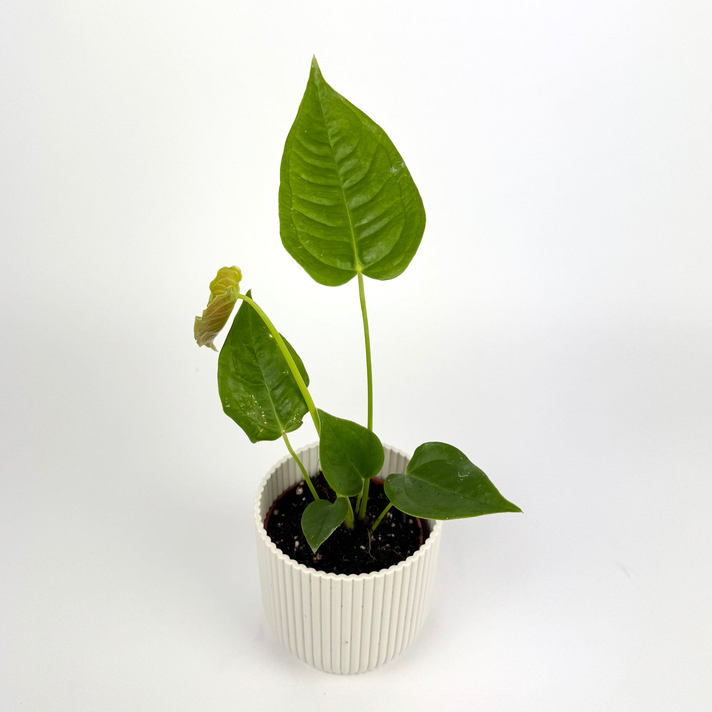 Anthurium Veitchii Narrow 8cm Pot Size Houseplant