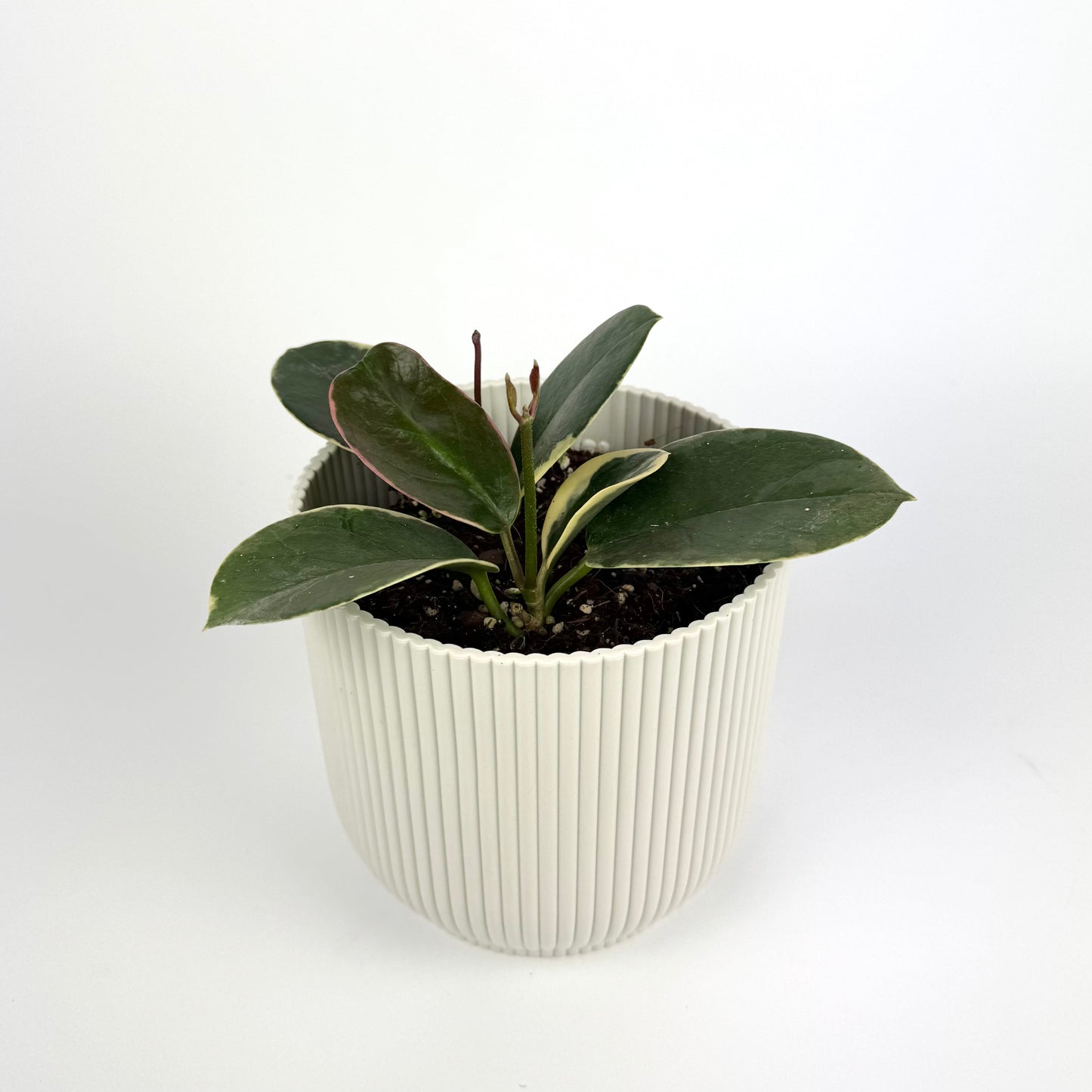 Hoya Australis Tenuipes 12cm Pot Size Houseplant