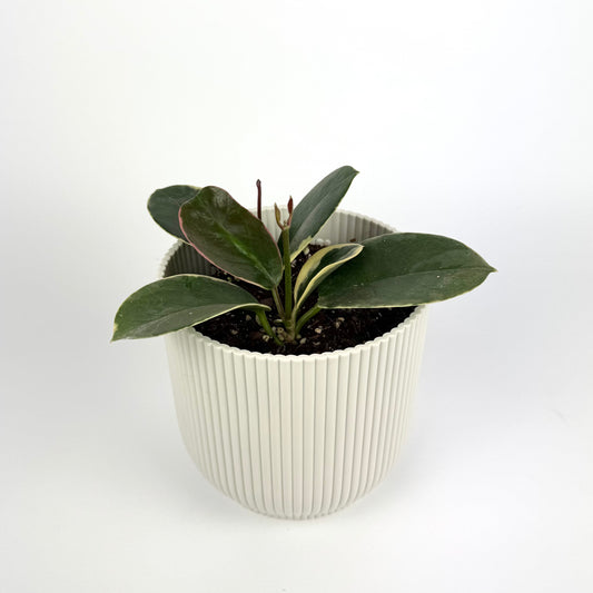 Hoya Australis Tenuipes 12cm Pot Size Houseplant