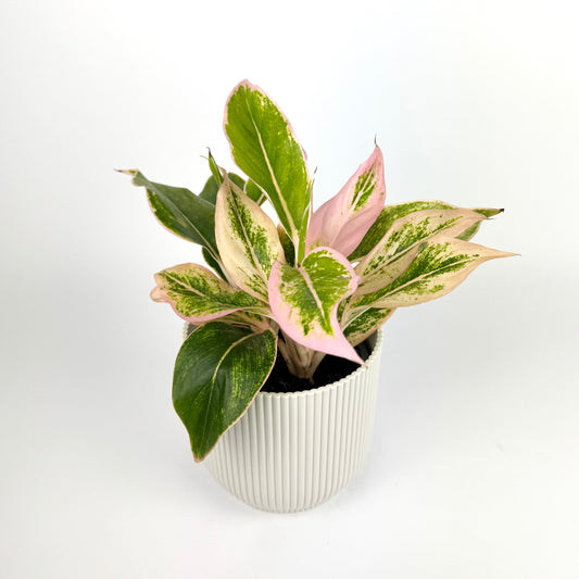 Aglaonema lipstick pink 12cm Houseplant