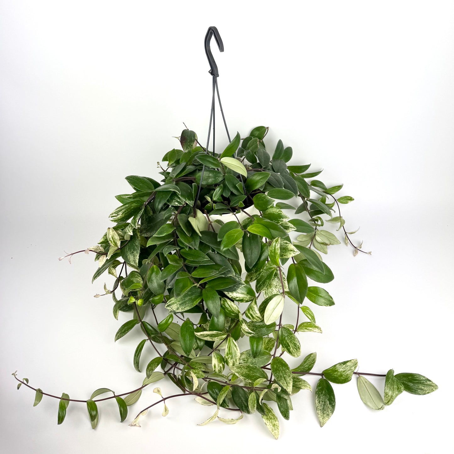 Aeschyn Lobbianus Variegated 15cm Pot Size Houseplant